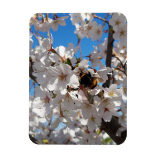 Imán Bumblebee en flor de cerezo salvaje