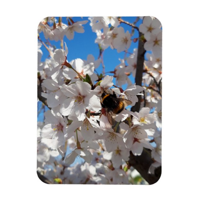 Imán Bumblebee en flor de cerezo salvaje (Vertical)
