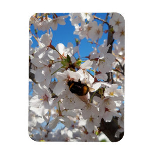 Imán Bumblebee en flor de cerezo salvaje
