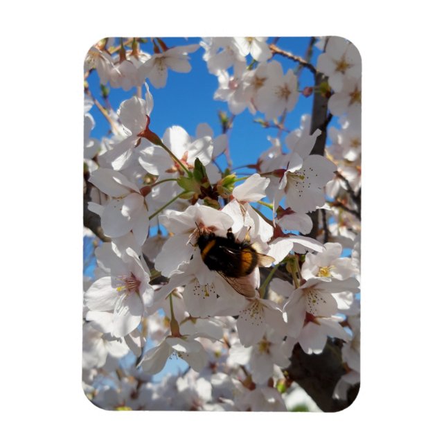 Imán Bumblebee en flor de cerezo salvaje (Vertical)