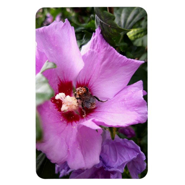 Imán Bumblebee en la flor de Hibiscus (Vertical)
