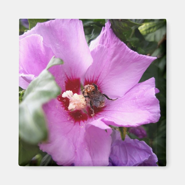 Imán Bumblebee en la flor de Hibiscus (Frente)