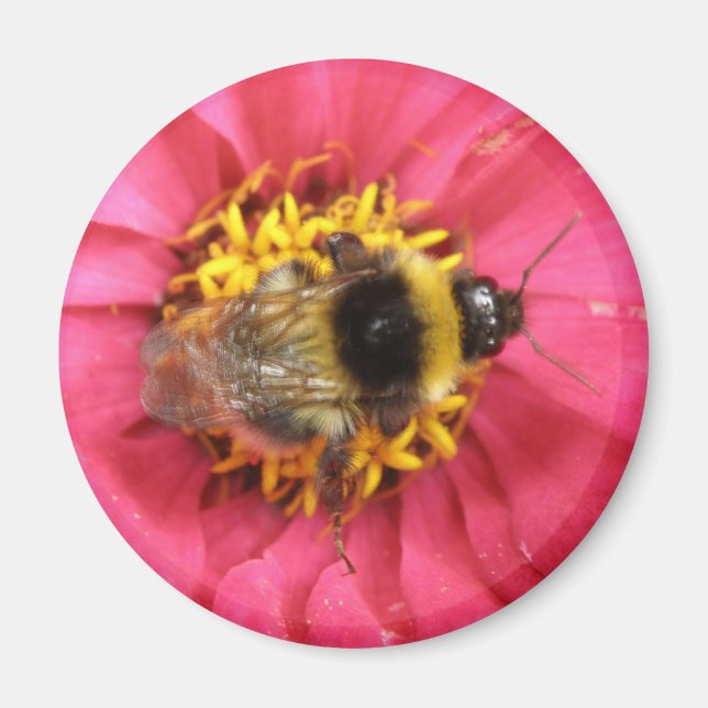 Imán Bumblebee Magnet (Frente)