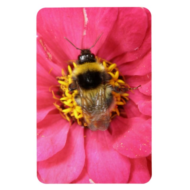 Imán Bumblebee Premium (Vertical)