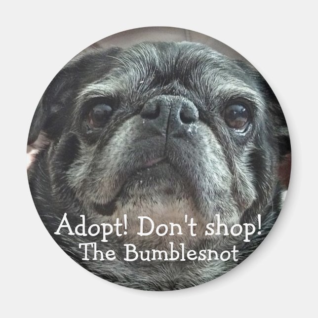 Imán Bumblesnot: Adopta! ¡No compres! (Frente)