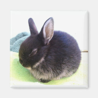 Imán Bun Bun Magnet - Sydney
