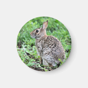 Imán Bunny