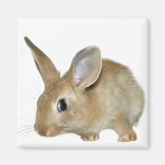 Imán Bunny