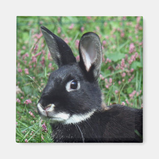 Imán Bunny