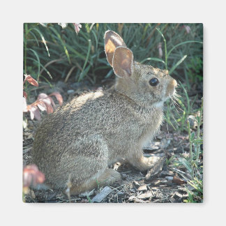 Imán Bunny de jardín