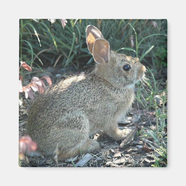 Imán Bunny de jardín (Frente)