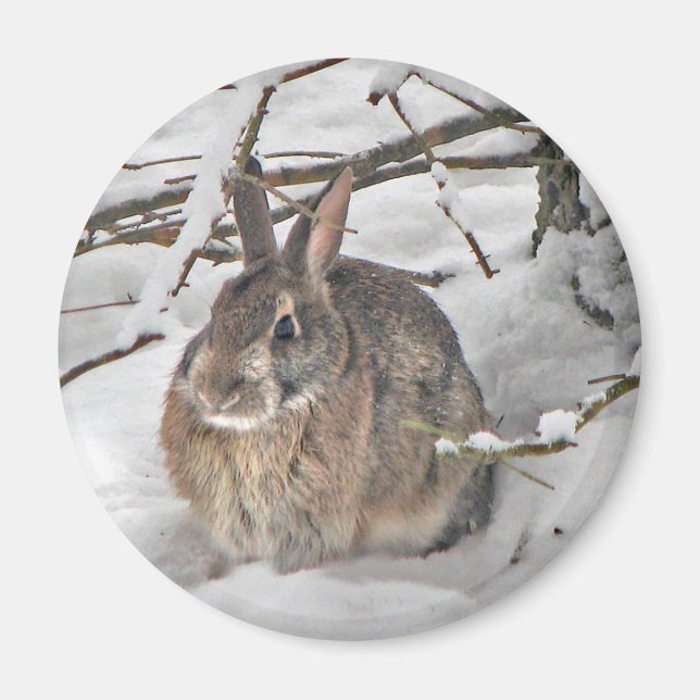Imán Bunny Magnet (Frente)