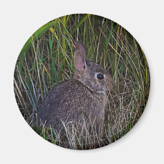 Imán Bunny Magnet