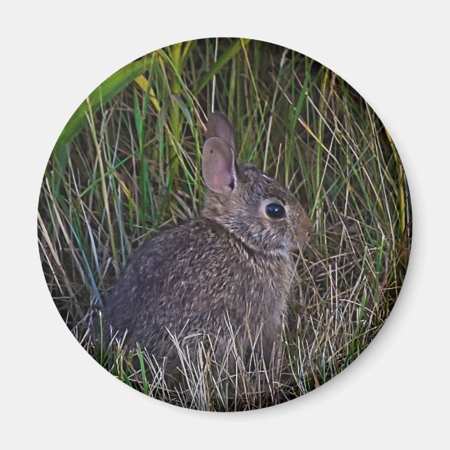 Imán Bunny Magnet (Frente)