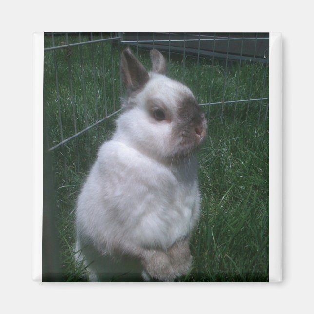 Imán Bunny Rabbit Square Magnet (Frente)