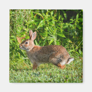 Imán Bunny Rabbit Wildlife Green Nature Square Magnet