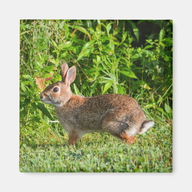 Imán Bunny Rabbit Wildlife Green Nature Square Magnet (Frente)