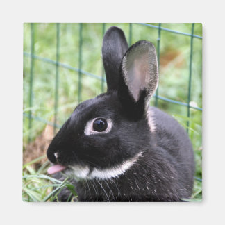 Imán Bunny razzberry
