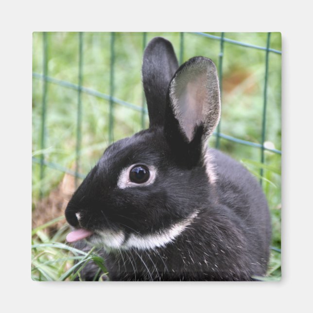 Imán Bunny razzberry (Frente)