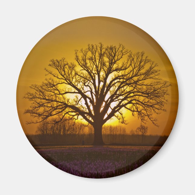 Imán Bur Oak Sunset (Frente)