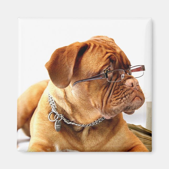 Imán Burdeos Mastiff, regalo francés Mastiff Bordeauxdo (Frente)