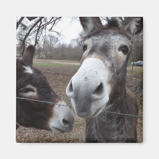 Imán Burro! (Frente)