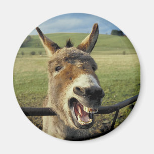 Imán Burro