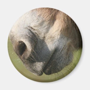 Imán Burro