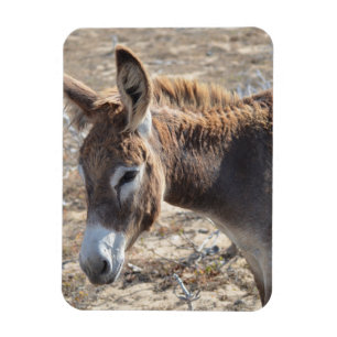 Imán Burro adorable