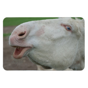 Imán Burro barroco blanco