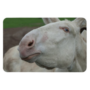 Imán Burro barroco blanco
