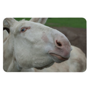 Imán Burro barroco blanco