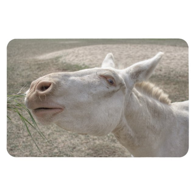 Imán Burro blanco austriaco-húngaro (Horizontal)
