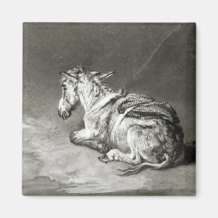 Imán Burro en descanso