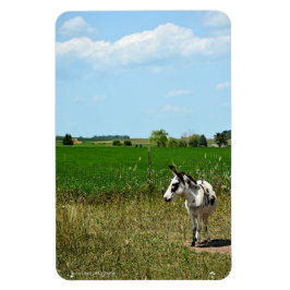 Imán Burro en un campo