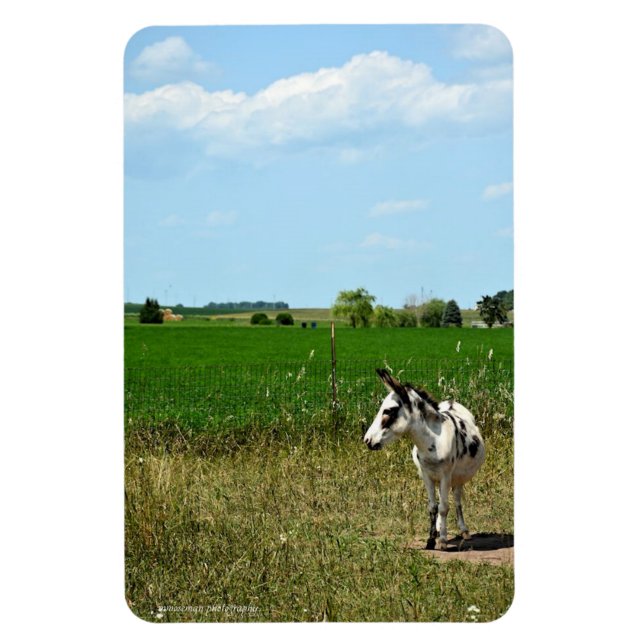Imán Burro en un campo (Vertical)