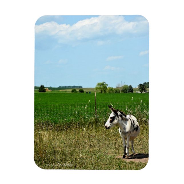 Imán Burro en un campo (Vertical)