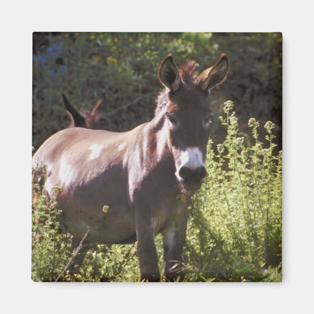 Imán Burros en pastura (Frente)