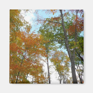Imán Buscando hojas de otoño en colorido follaje otoñal