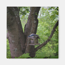 Imán Buscar una mordedura para comer