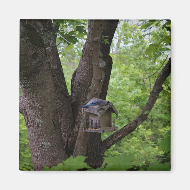 Imán Buscar una mordedura para comer (Frente)