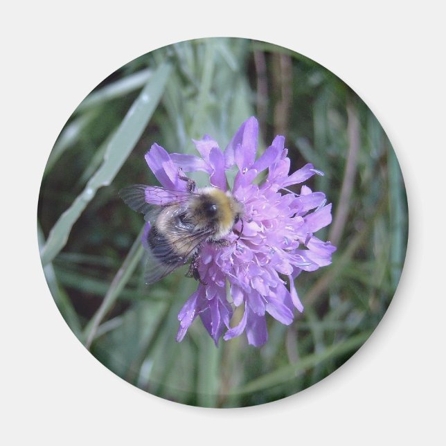 Imán butineuse (Frente)