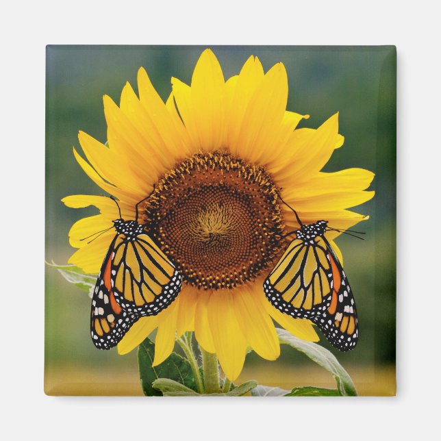 Imán Butterfies monarcas en girasol (Frente)