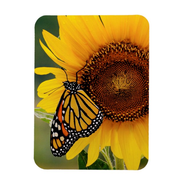 Imán Butterfies monarcas en girasol (Vertical)