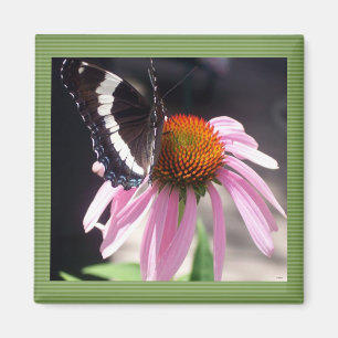 Imán Butterflies Business