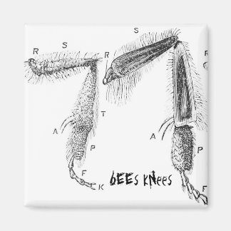 Imán buzzart magnet