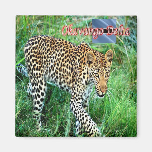 Imán BW - Botswana - Okavango Delta Ghepard