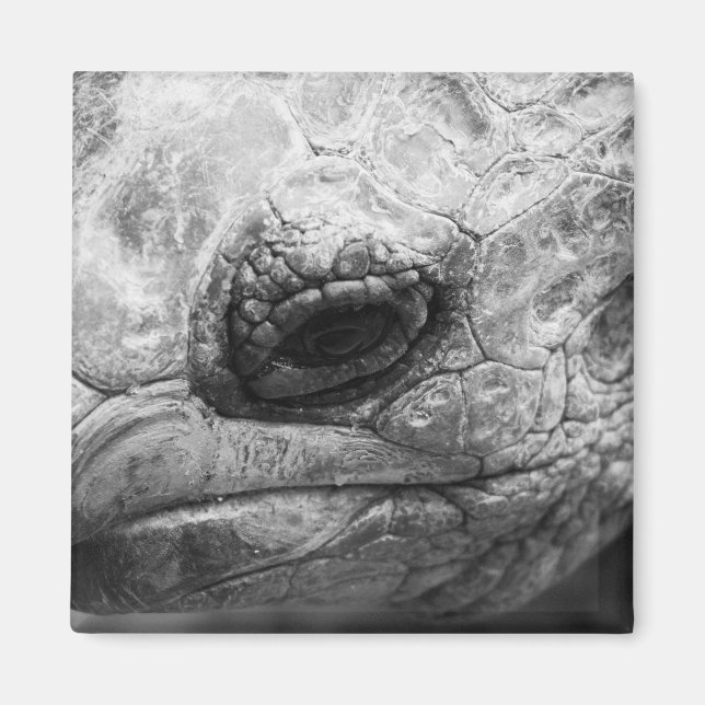 Imán BW Tortoise (Frente)