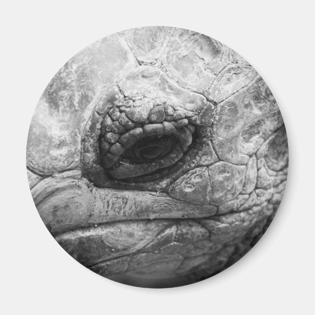 Imán BW Tortoise (Frente)