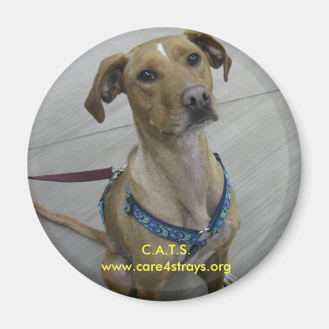 Imán C.A.T.S. Magnet (Frente)